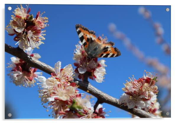 Butterfly on an apricot flower Acrylic by Karina Osipova