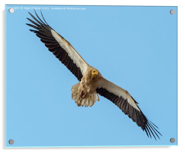 Egyptian Vulture Acrylic by Nigel Chester