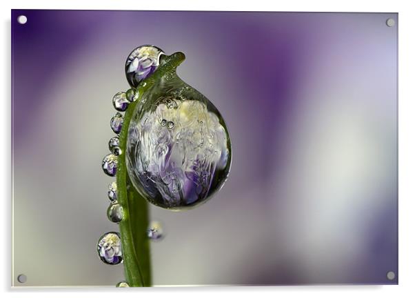 Frozen Flower Refraction  Acrylic by alistair campbell