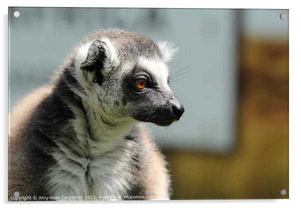 Lemur  Acrylic by Amy-Rose Carpenter
