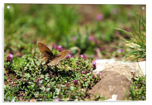 Butterfly at Dovedale in Spring  Acrylic by Amy-Rose Carpenter