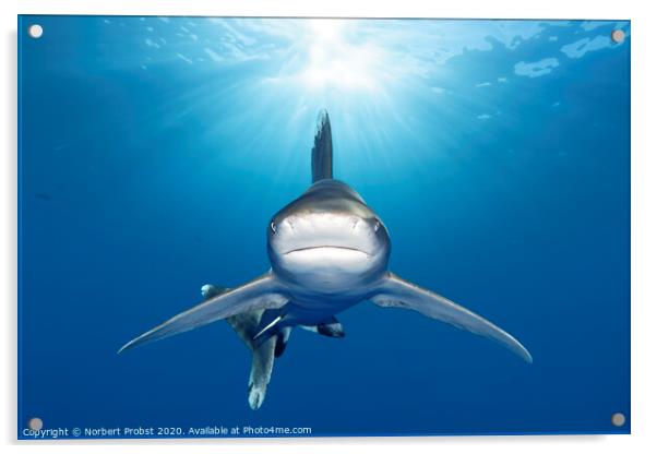 Oceanic Whitetip Shark Acrylic by Norbert Probst