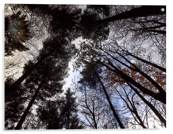 Looking up through trees in Hardwick Park  Acrylic by Janet Kelly