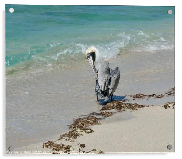 Pelican Resting  Acrylic by Sheila Ramsey