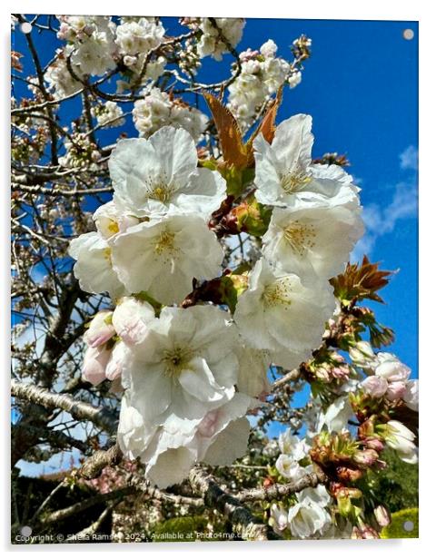 Spring Blossom Acrylic by Sheila Ramsey