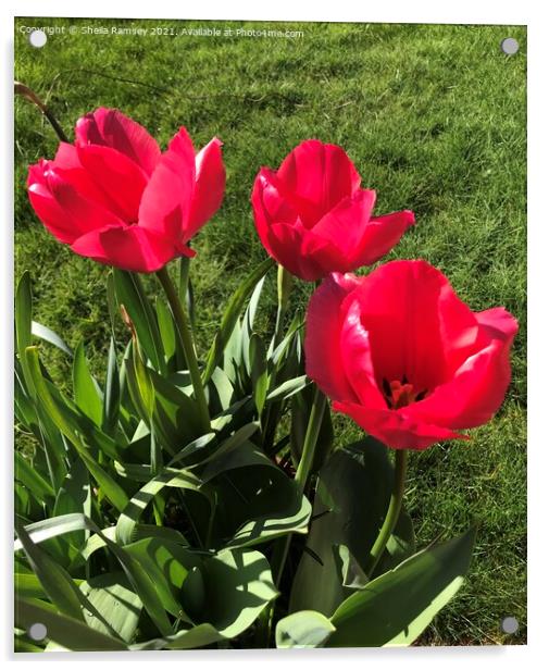 Three red tulips Acrylic by Sheila Ramsey