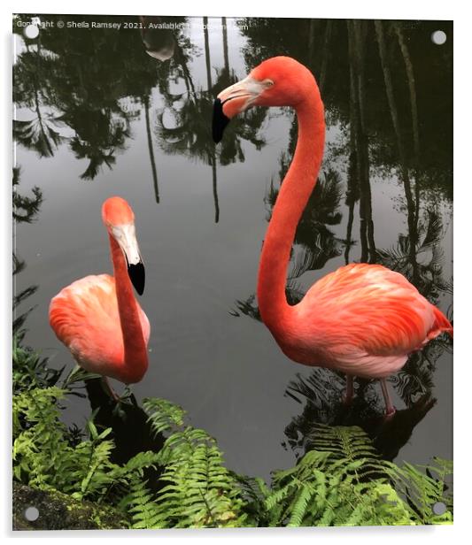 Pretty flamingos Acrylic by Sheila Ramsey