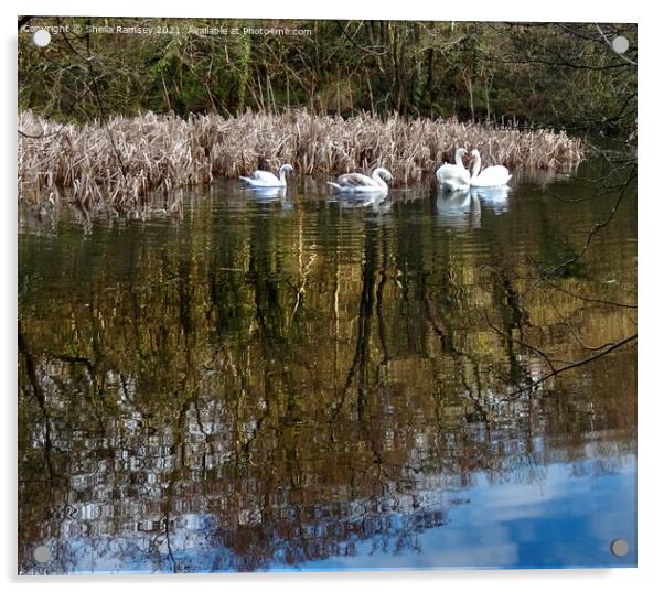 Swan lake Acrylic by Sheila Ramsey