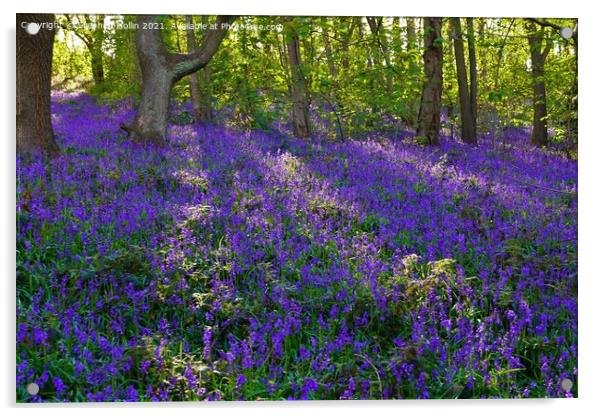 Bluebell wood Acrylic by Stephen Hollin