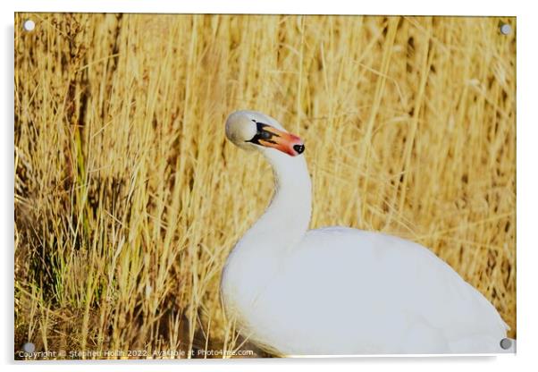 Majestic Mute Swan Acrylic by Stephen Hollin