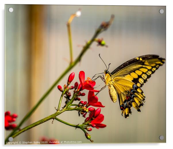 Butterfly landing Acrylic by Stephen Bailey