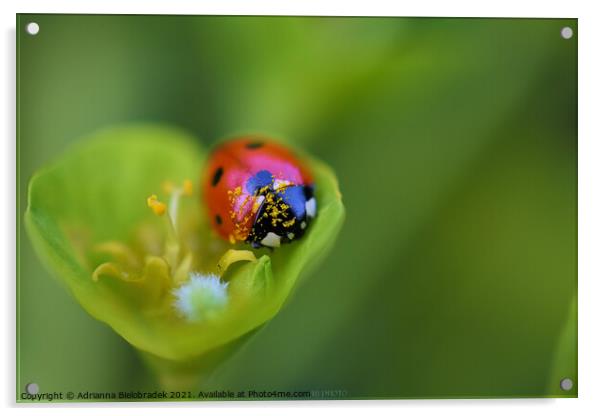 Ladybird Acrylic by Adrianna Bielobradek