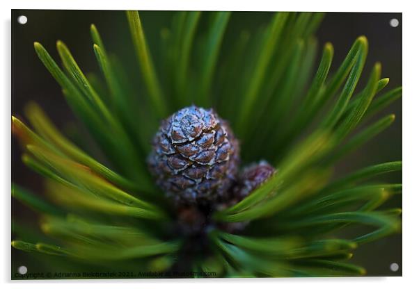A close up of a plant Acrylic by Adrianna Bielobradek