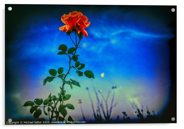 A Rose by Moonlight Acrylic by Michael W Salter