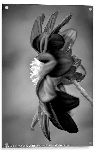 Lone Flower In Black and White Acrylic by Michael W Salter
