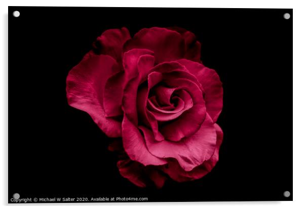 Red Rose Acrylic by Michael W Salter