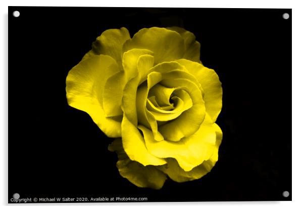 Yellow Rose Acrylic by Michael W Salter