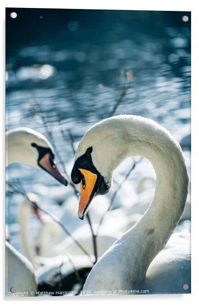 Posing Swan Acrylic by Matthew Harrington