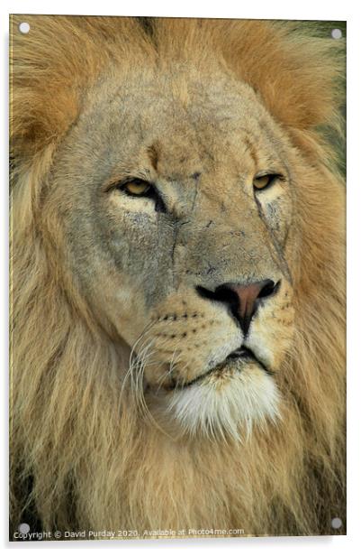 A lion looking at the camera Acrylic by David Purday
