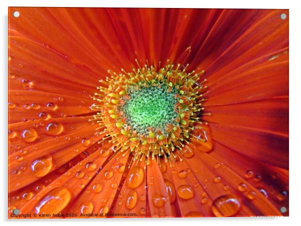 Raindrops on a red flower macro shot  Acrylic by Karen Noble