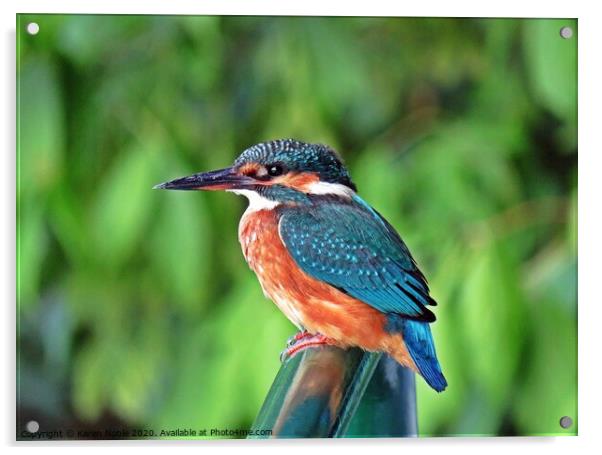 Kingfisher resting on the handrails of a boat in S Acrylic by Karen Noble