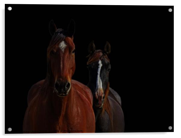 Horse Friends two horses together with blackened b Acrylic by Karen Noble