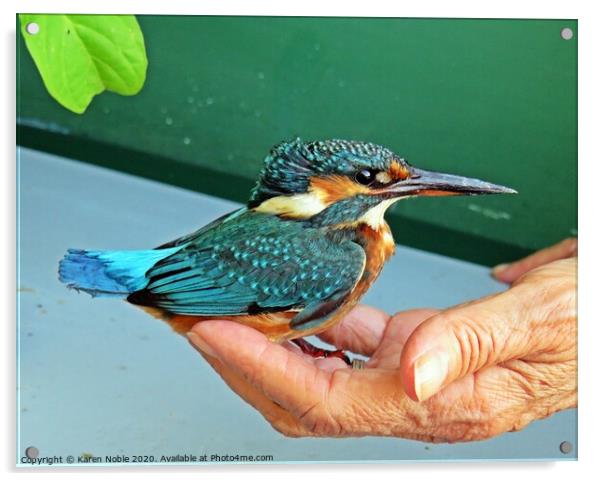 A kingfisher in The Hand of a friend after a rescu Acrylic by Karen Noble