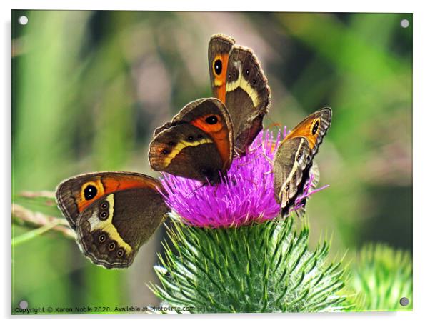 Butterflies Sharing a thistle in Spain,  beautiful Acrylic by Karen Noble