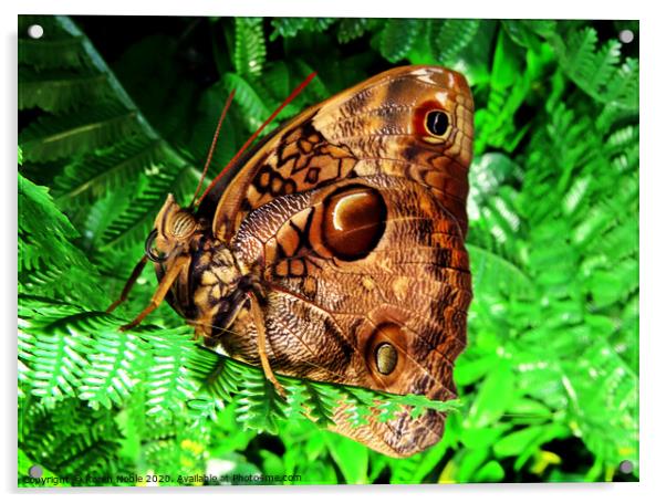 Beautiful brown butterfly in Spain, was in a butterfly house, so beautiful to see.  Acrylic by Karen Noble