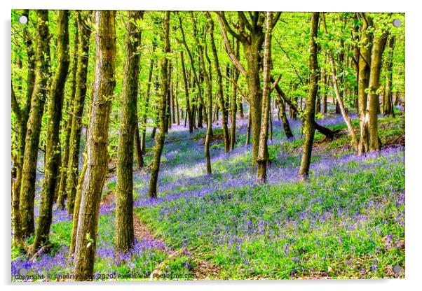 Bluebells at Ten Acre Woods, Margam Acrylic by Rhodri Phillips