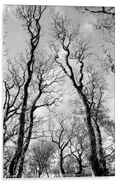 Winter Trees, Godolphin Acrylic by Rika Hodgson