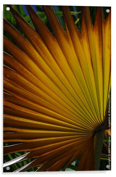 Fan Palm leaf Acrylic by Rika Hodgson