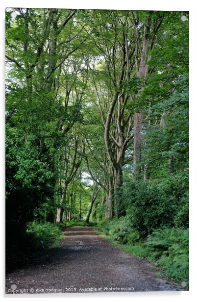 The Path, Tehidy Woods, Cornwall Acrylic by Rika Hodgson