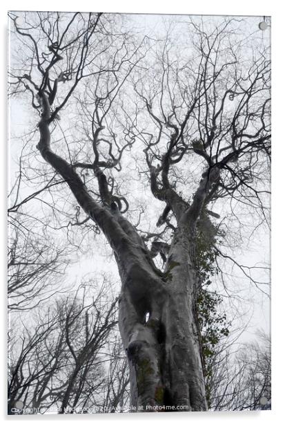 Creepy Trees, Godolphin, Cornwall Acrylic by Rika Hodgson