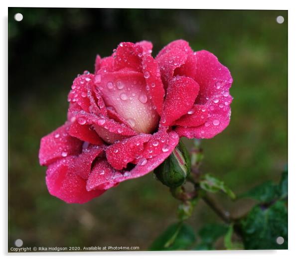 Raindrop Rose Acrylic by Rika Hodgson