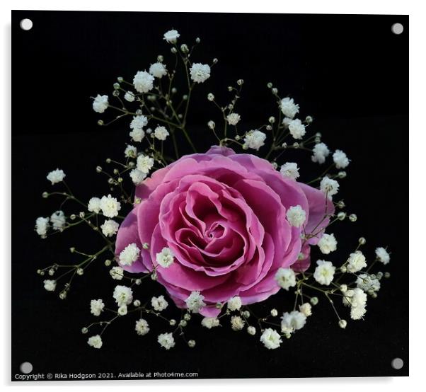 Blushing Pink Rose Acrylic by Rika Hodgson