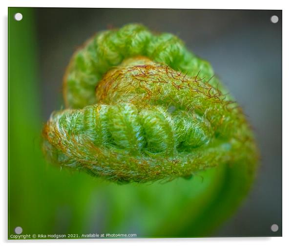 Heart shaped new leaf, Fern plant, Close up Acrylic by Rika Hodgson