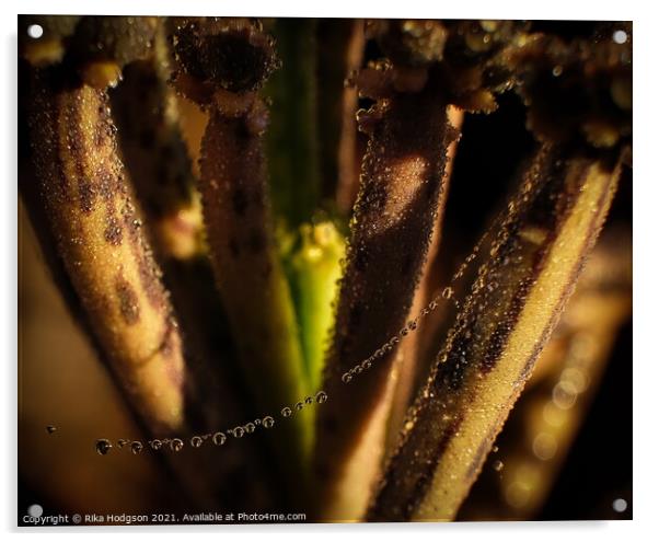 Dewdrops on plant, Closeup Acrylic by Rika Hodgson