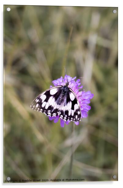 Dalmatian butterfly Acrylic by Freddie Street