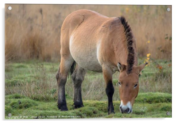A Przewalski Horse  Acrylic by Malc Lawes
