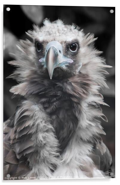 A Baby Vulture  Acrylic by Malc Lawes