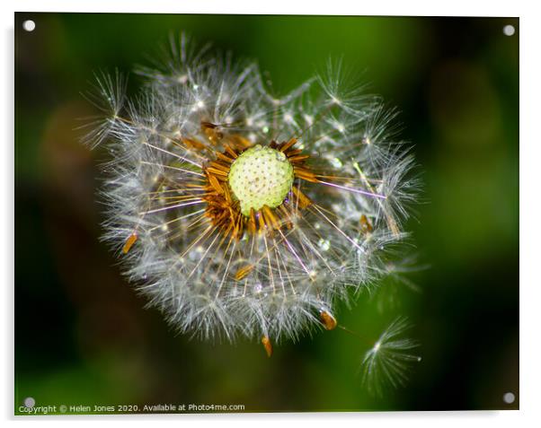 Dandelion Clock Acrylic by Helen Jones