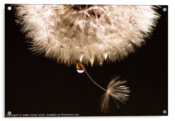 Dandelion in Dew Acrylic by Helen Jones