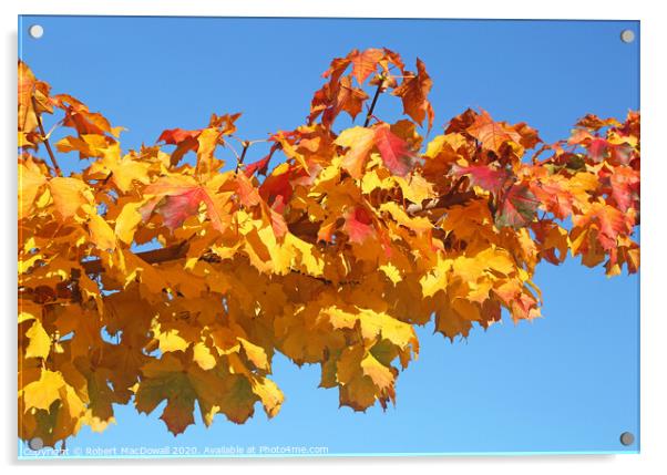 Autumn leaves - 3 Acrylic by Robert MacDowall