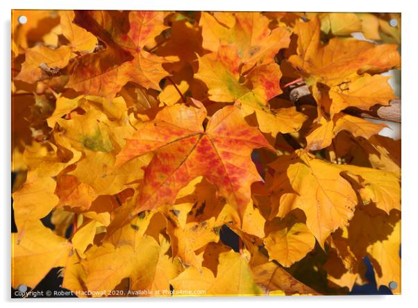 Autumn leaves - 4 Acrylic by Robert MacDowall