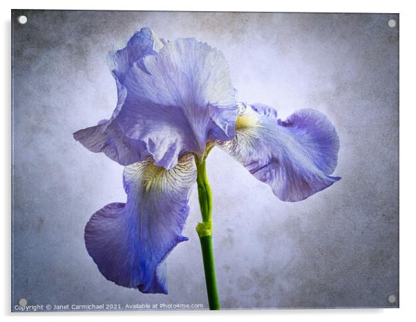 Iris - Artistic Acrylic by Janet Carmichael