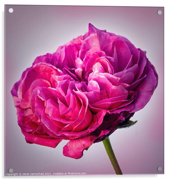 Radiant Pink Rose Acrylic by Janet Carmichael