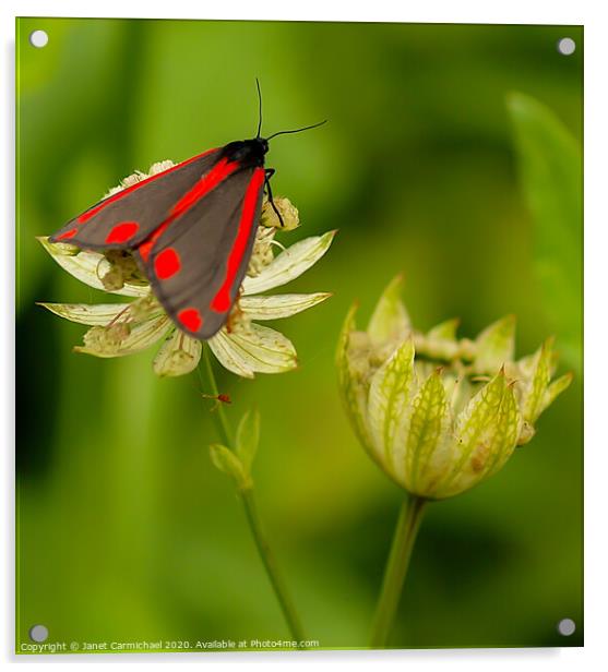 Cinnabar Moth on Astrantia Acrylic by Janet Carmichael