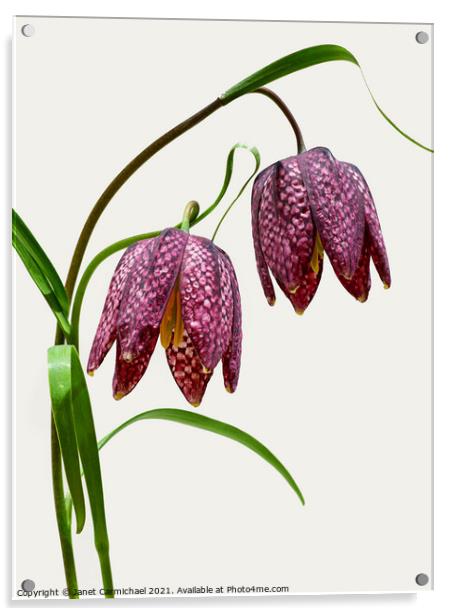 Vibrant Blooms of Snakes Head Fritillary Acrylic by Janet Carmichael