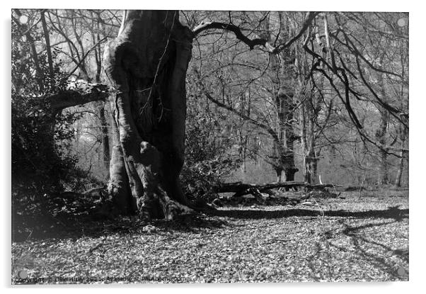 Savernake forest in black and white Acrylic by Ollie Hully